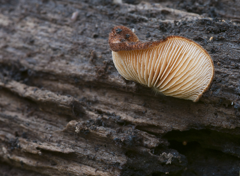 Crepidotus crocophyllus